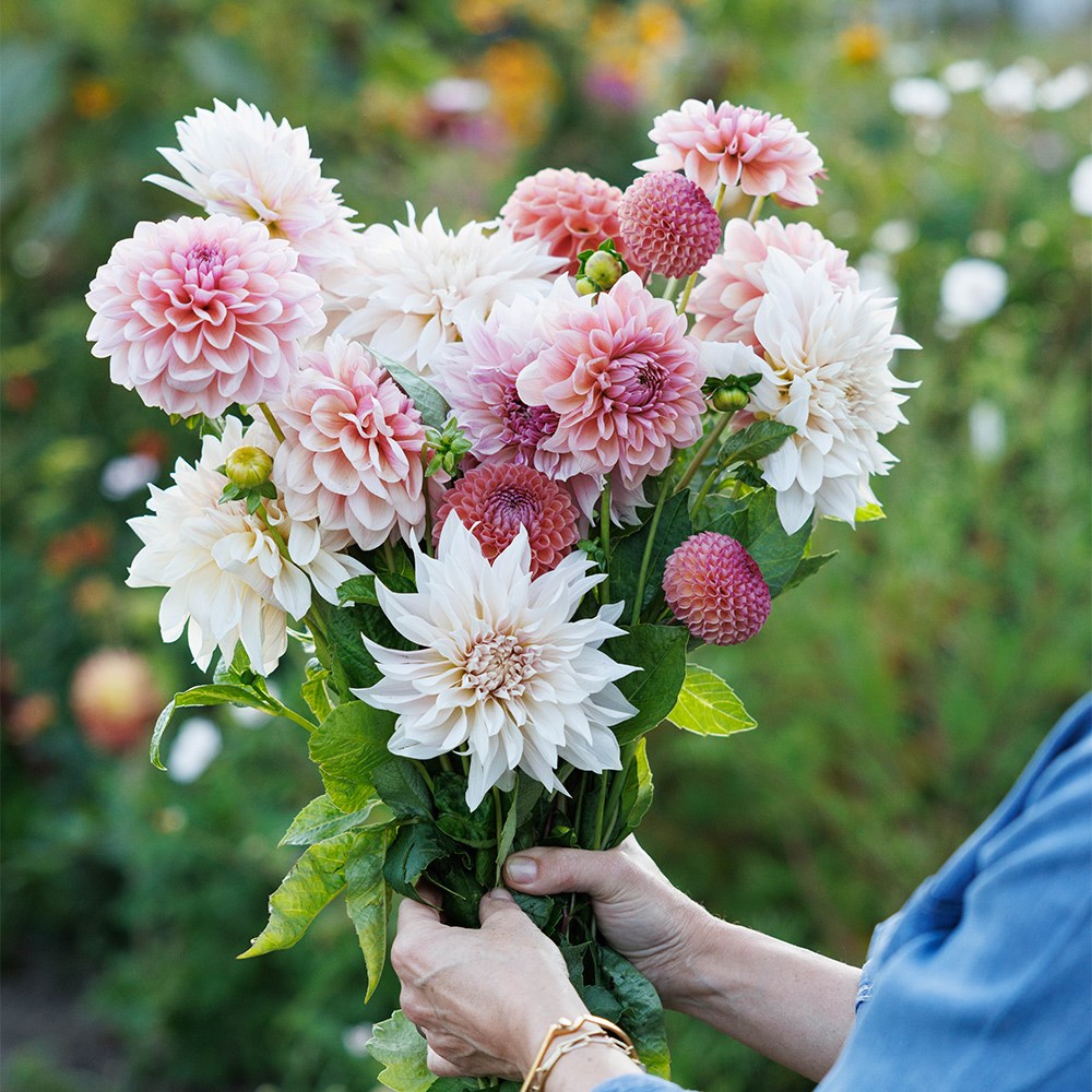 Lucy's 'Go your own way' 3 varieties dahlia collection