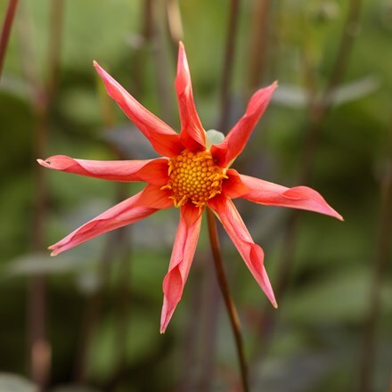 Dahlia Honka Orange