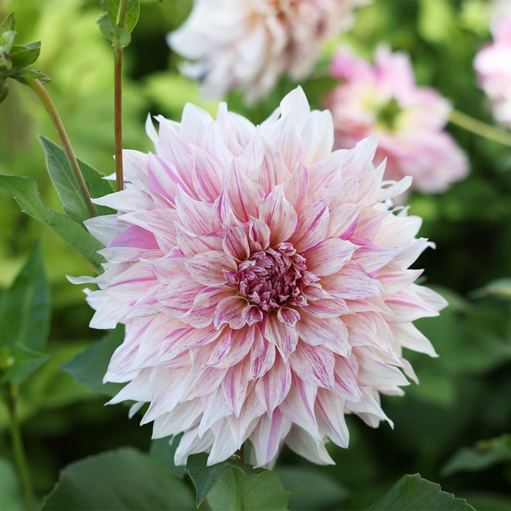 <i>Dahlia</i> 'Cafe au Lait Twist'