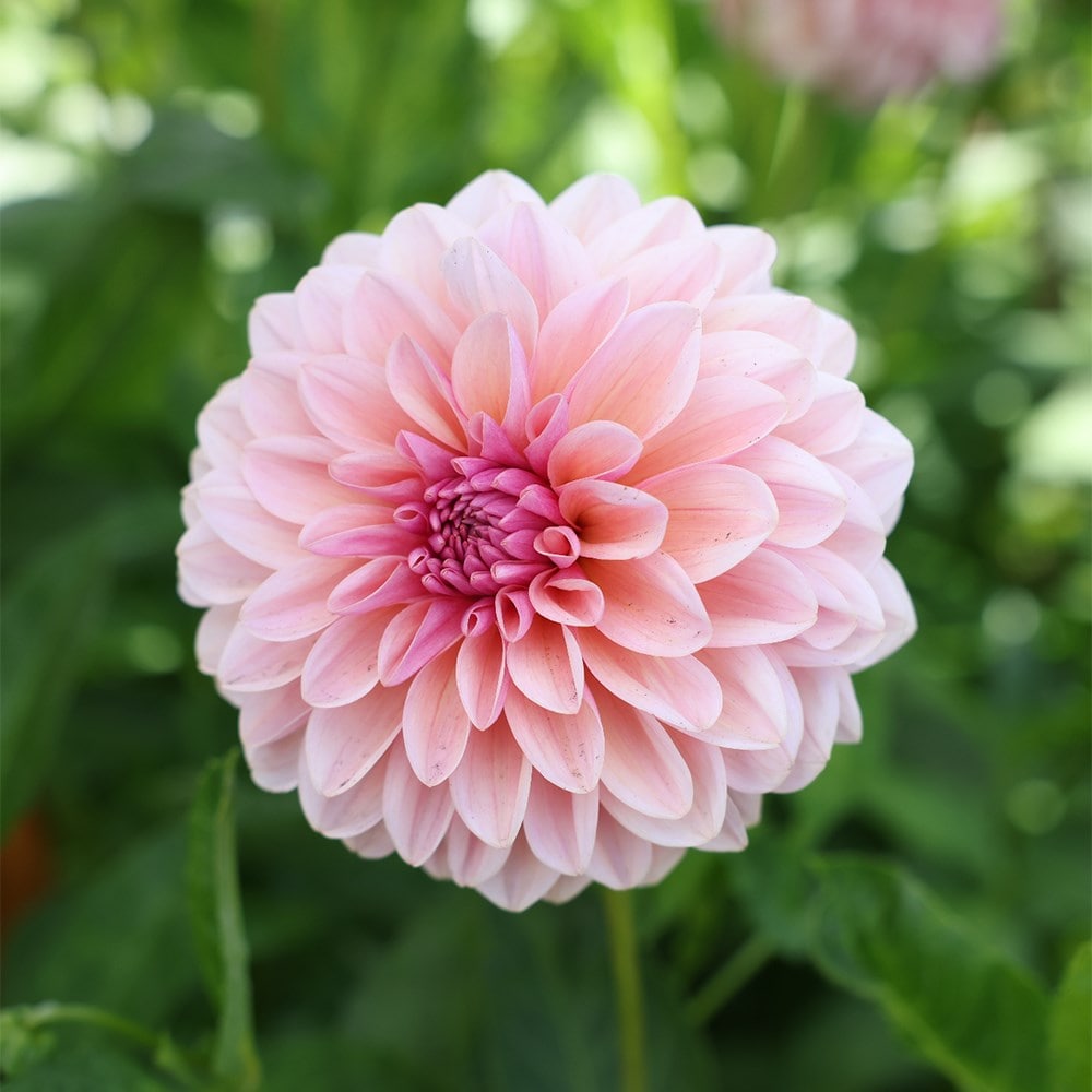 Dahlias