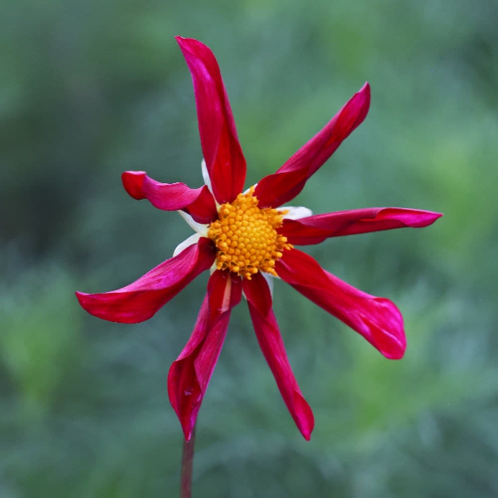 <i>Dahlia</i> 'Marie Schnugg'