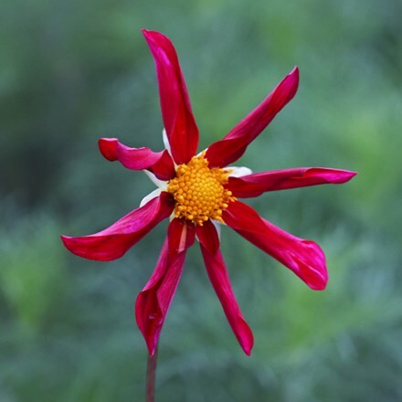 Dahlia Marie Schnugg