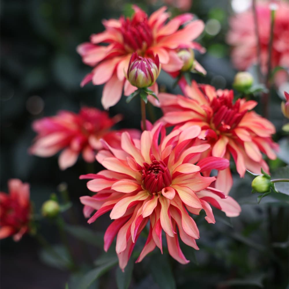 decorative dahlia