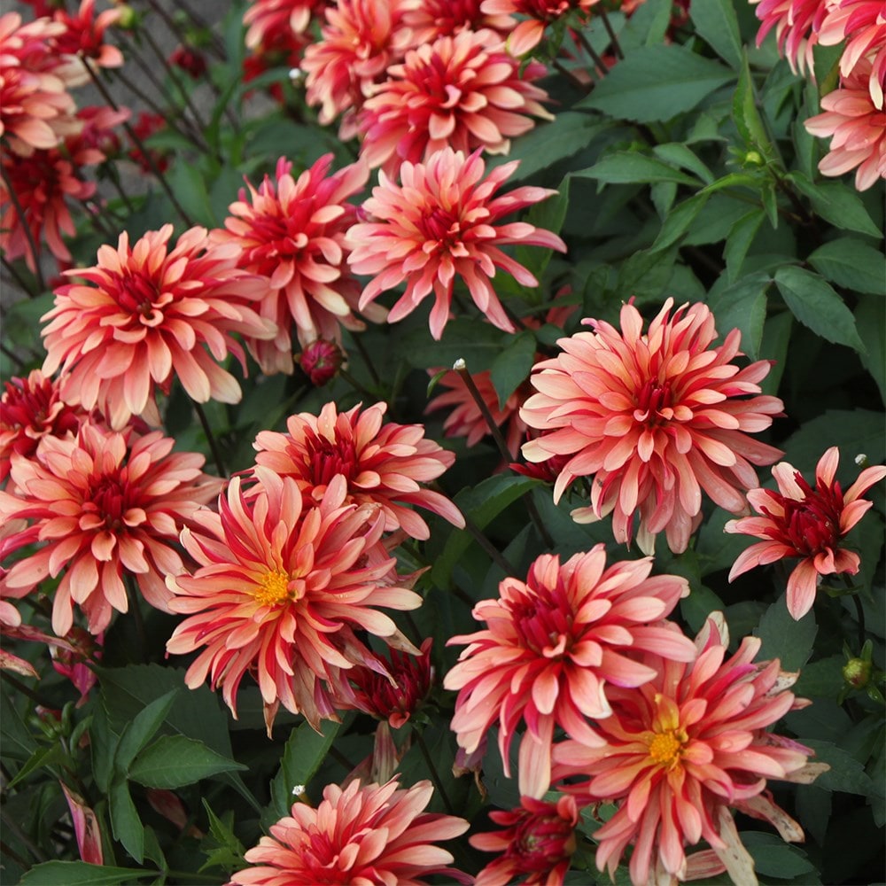 <I>Dahlia</I> 'Gallery Art Deco' (Gallery Series)