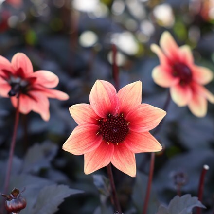 Dahlia Dragon Ball ('Vdtg31') (PBR) (Dark Angel Series)