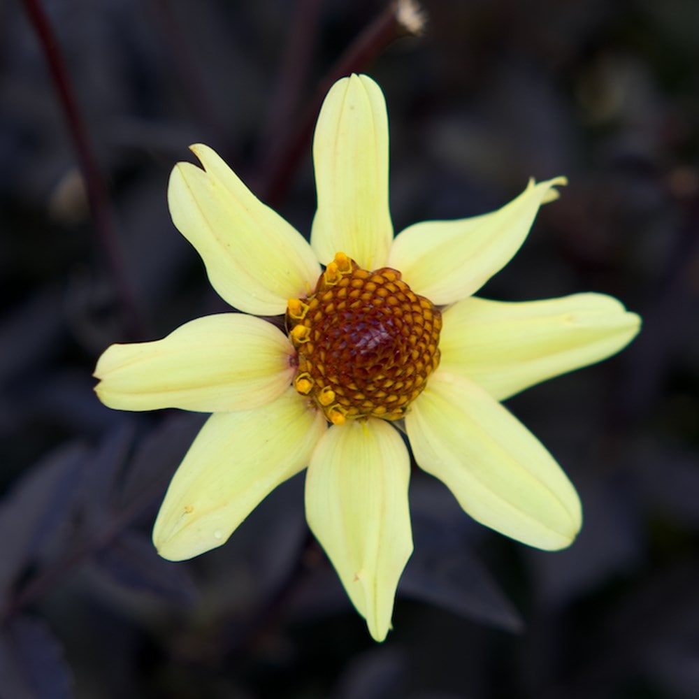 single-flowered dahlia