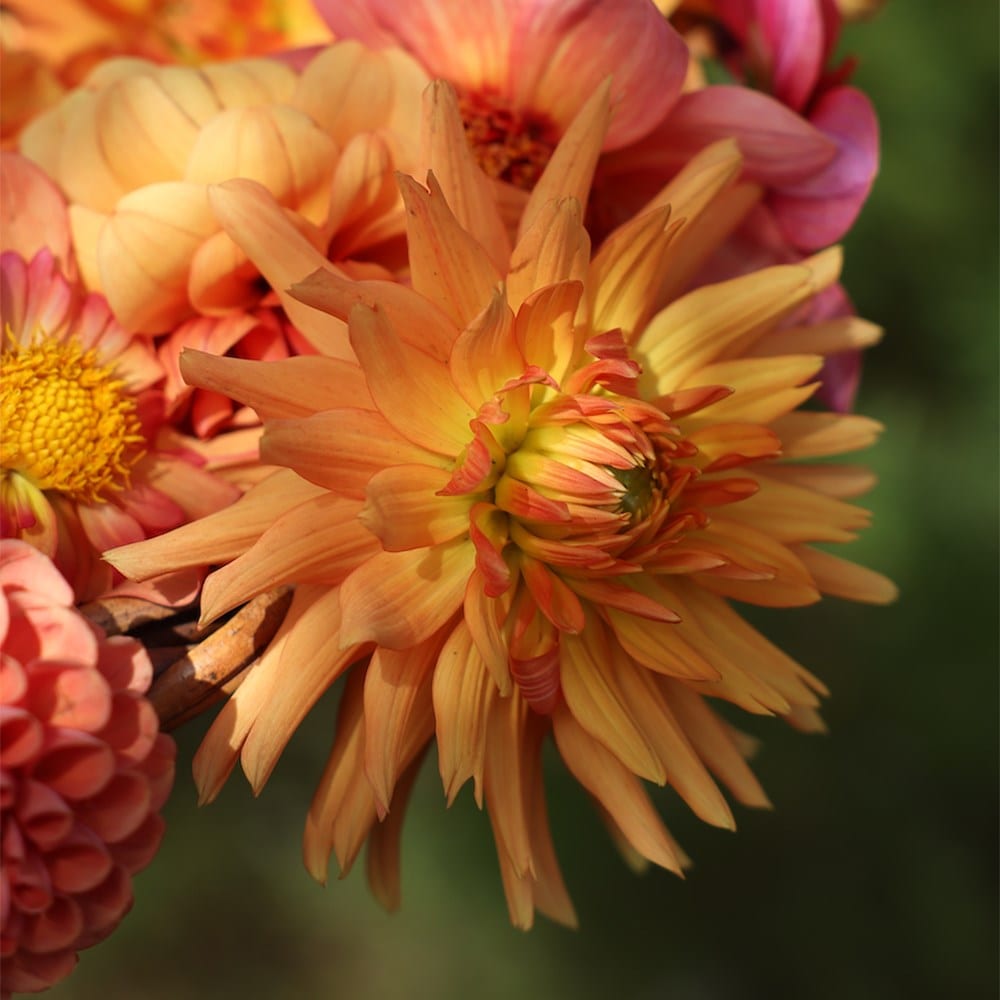 <i>Dahlia</i> 'Ludwig Helfert'