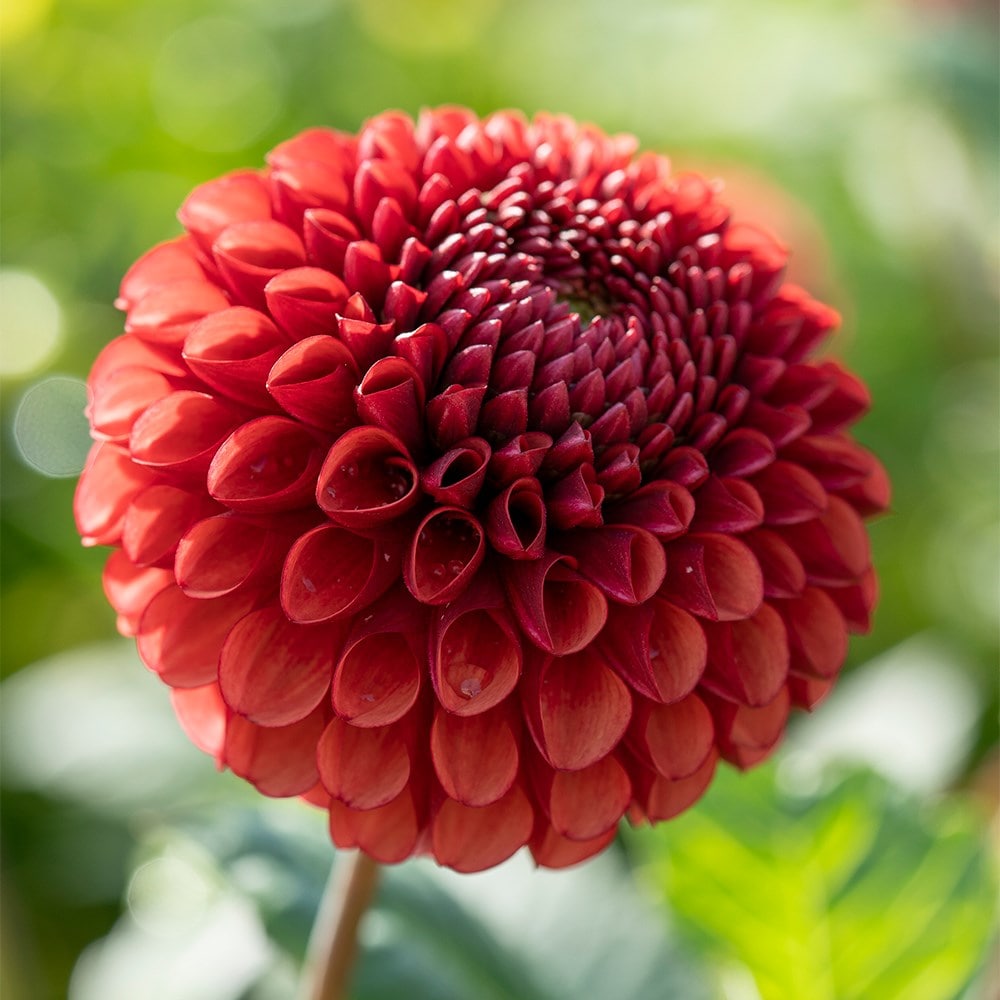 <i>Dahlia</i> 'Copperboy'