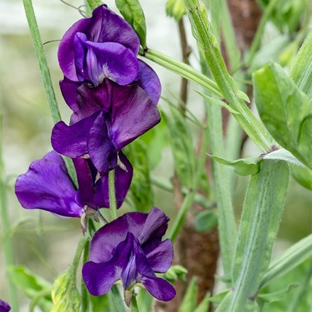 Lathyrus odoratus Blue Velvet