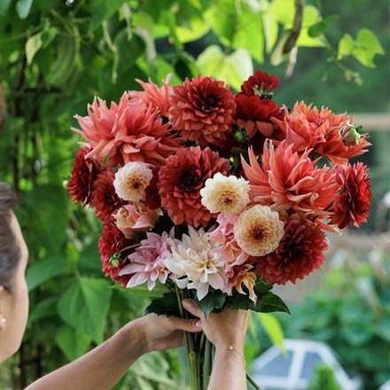 Mulberry twirl 5 varieties dahlia collection