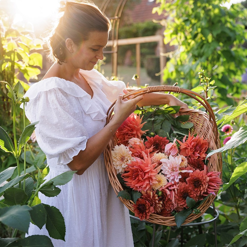 Mulberry twirl dahlia collection