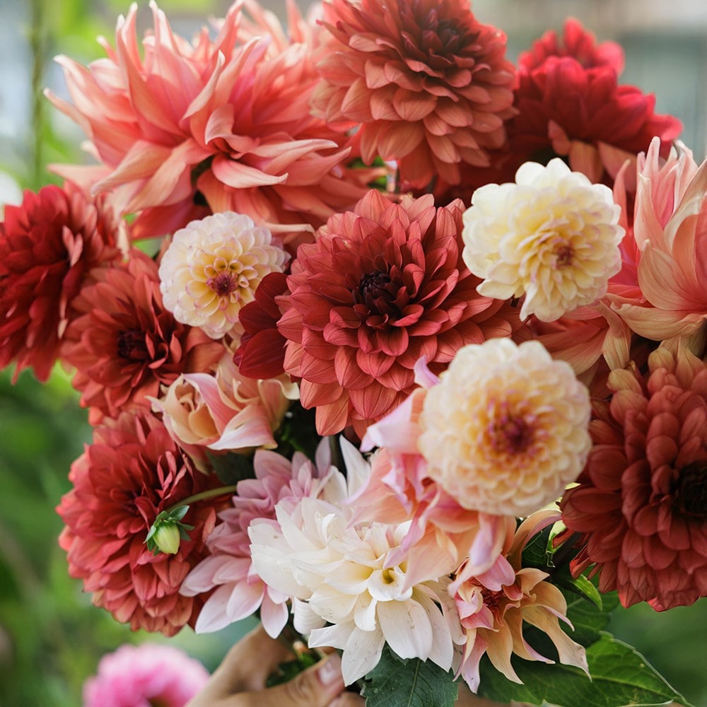 Mulberry twirl dahlia collection