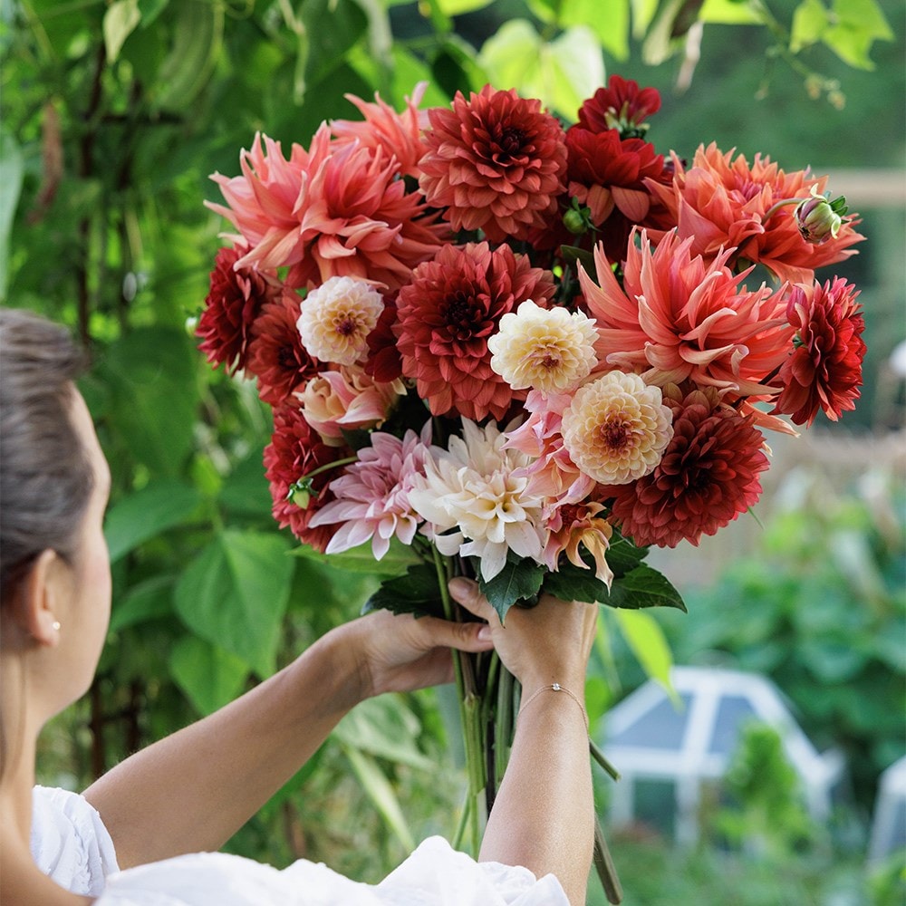 Mulberry twirl dahlia collection
