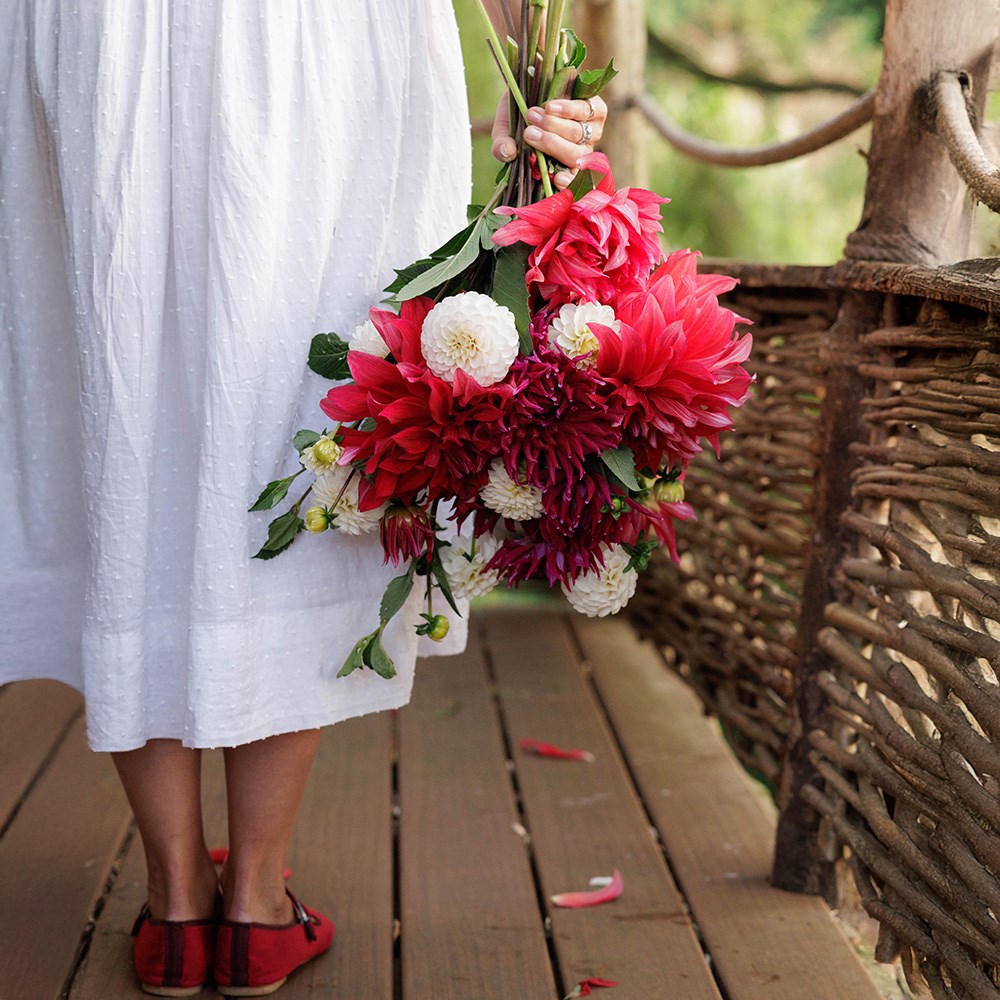 A tale of summer blooms dahlia collection