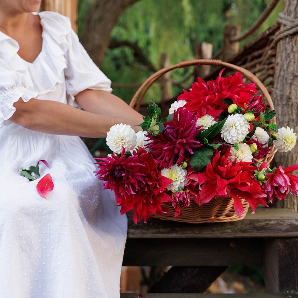 A tale of summer blooms dahlia collection