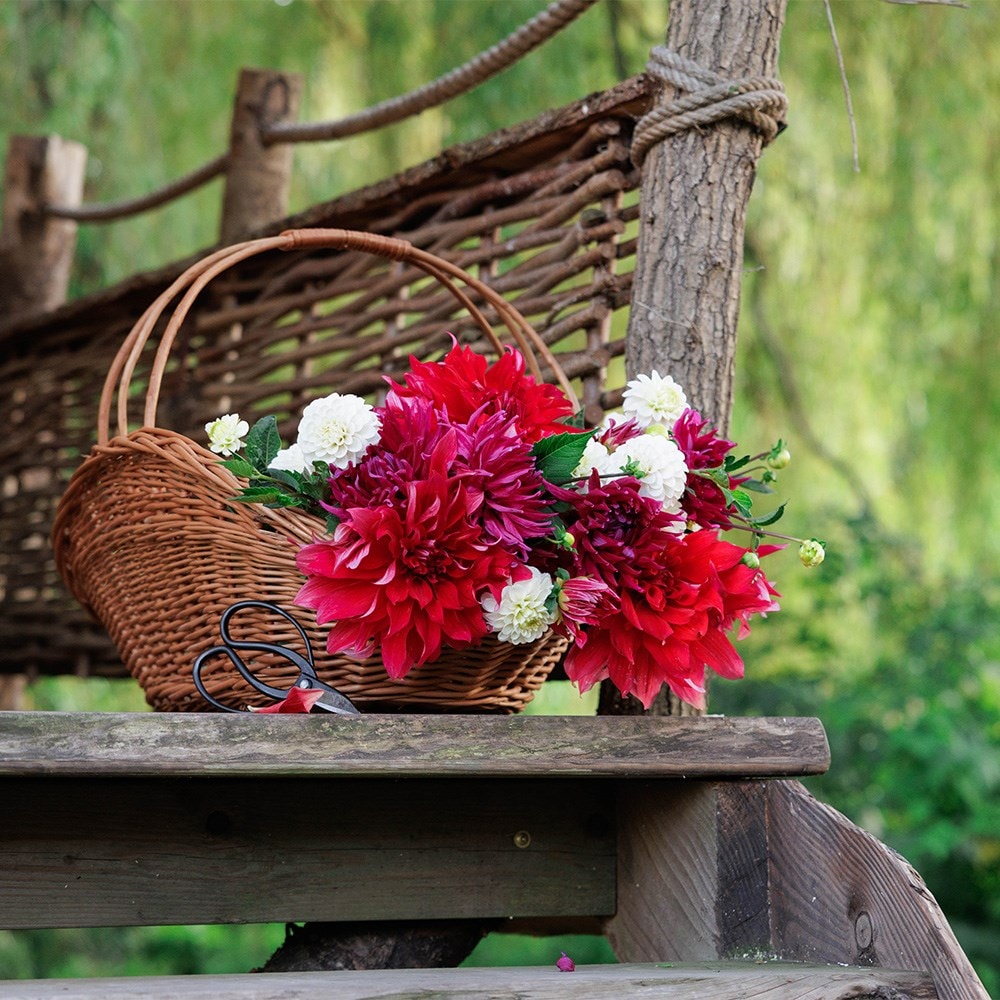 A tale of summer blooms dahlia collection