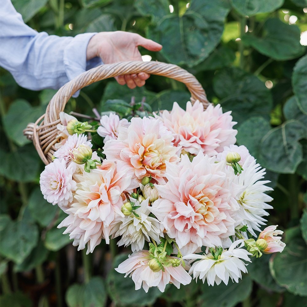 Product options image