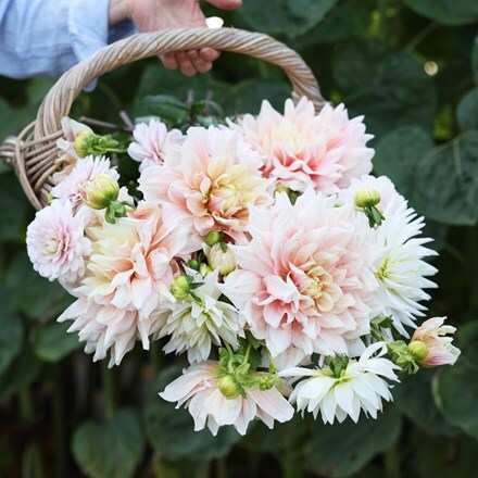 Candyfloss dahlia collection