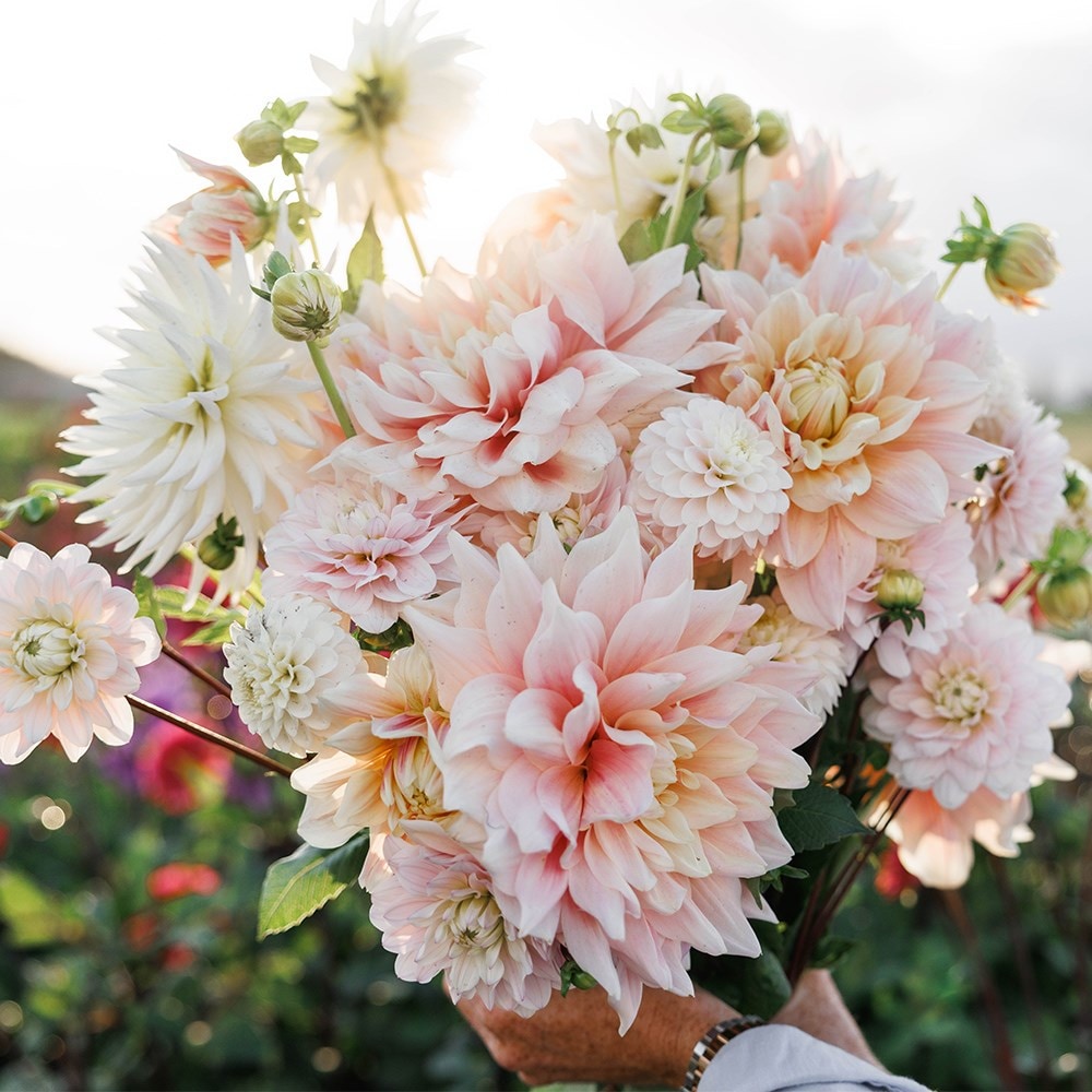 Candyfloss dahlia collection