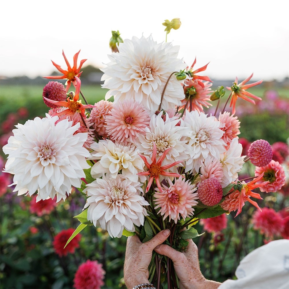 Product options image