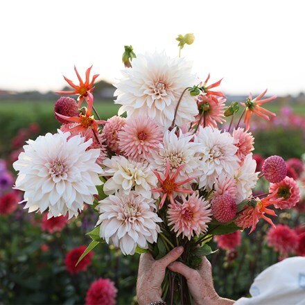 Cutting garden 5 varieties dahlia collection