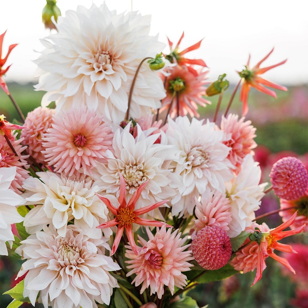 Cutting garden dahlia collection