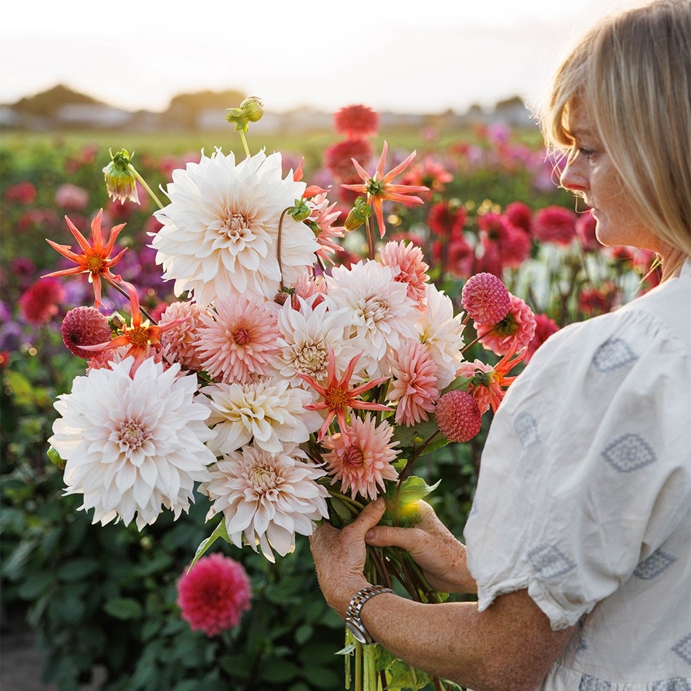 Cutting garden dahlia collection
