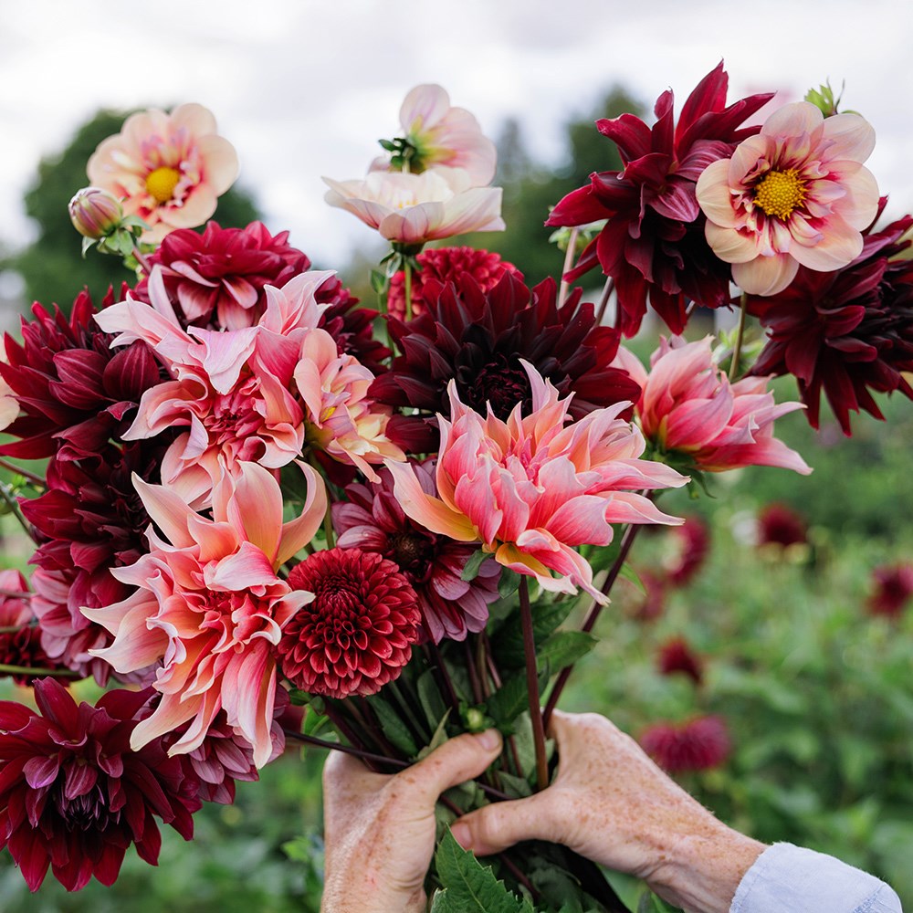 Velvet 5 varieties dahlia collection
