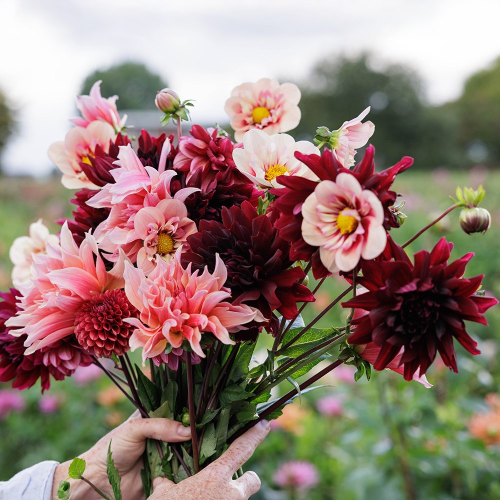 Velvet 5 varieties dahlia collection