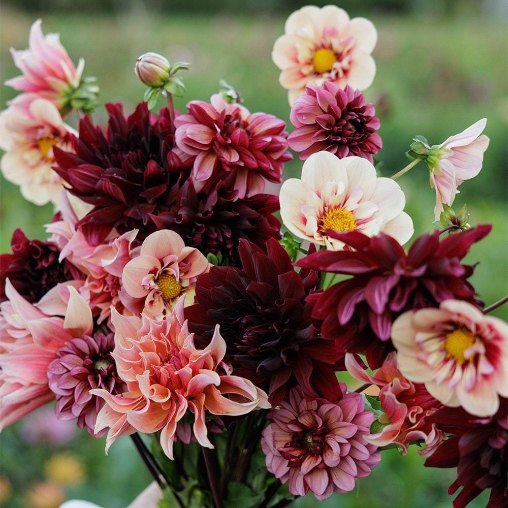 Product options image