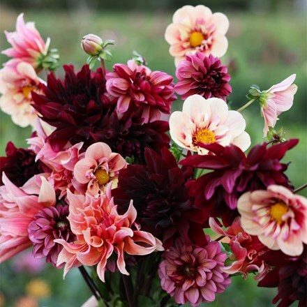 Velvet dahlia collection
