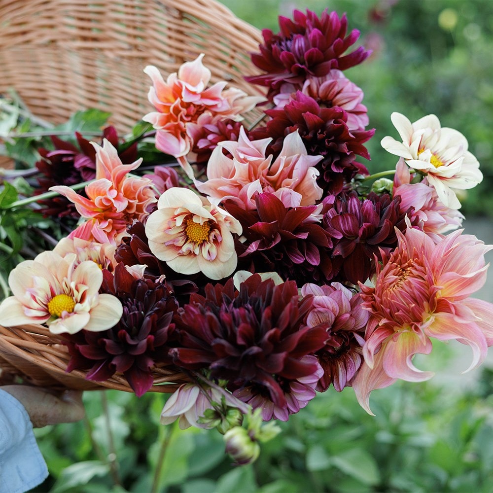 Velvet dahlia collection