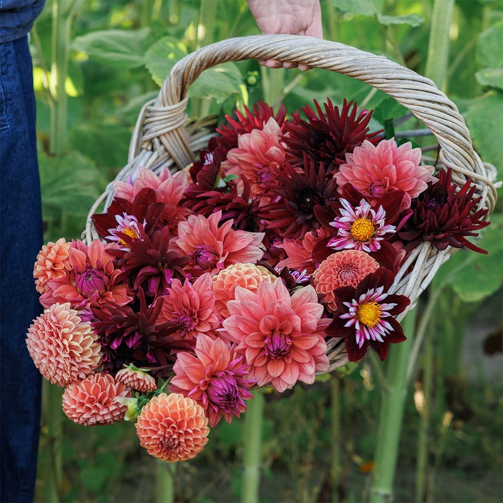 Product options image