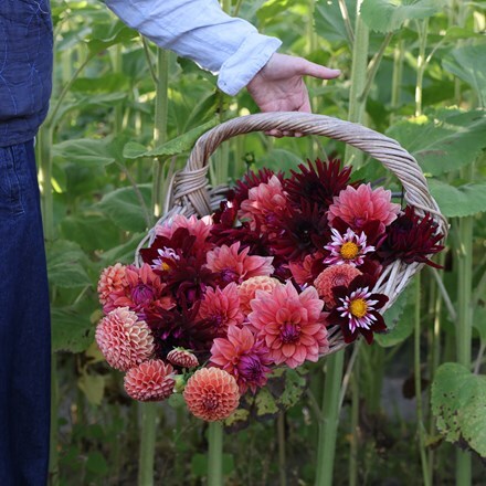 Proud Mary dahlia collection