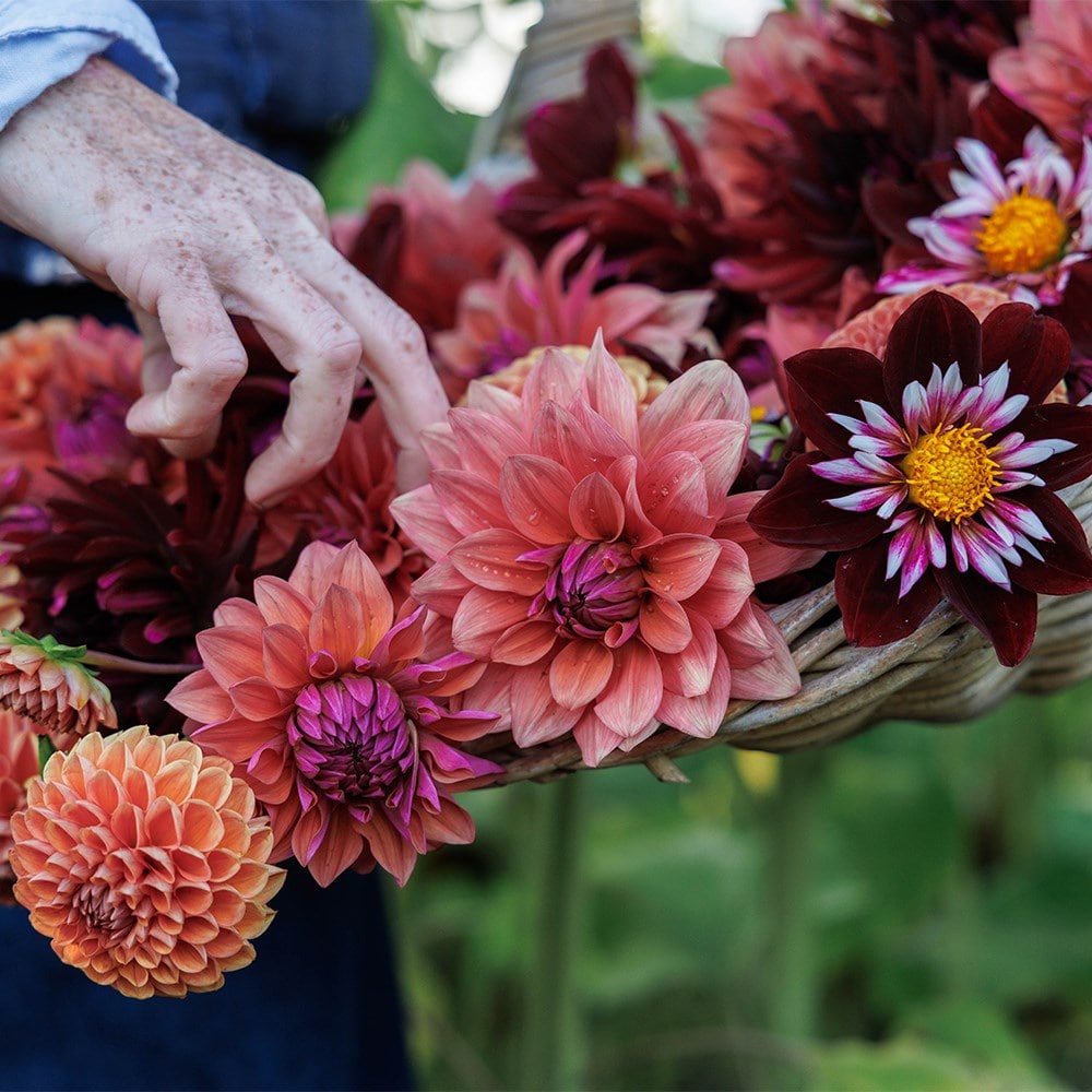 Proud Mary dahlia collection