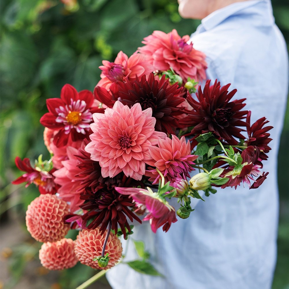 Proud Mary dahlia collection