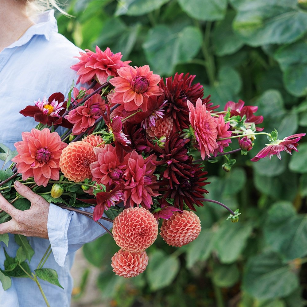 Proud Mary dahlia collection