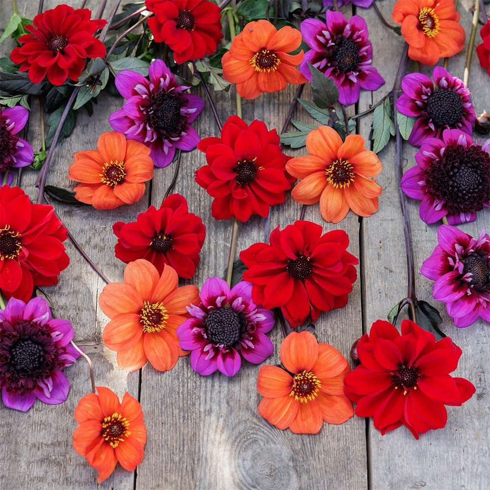 Product options image