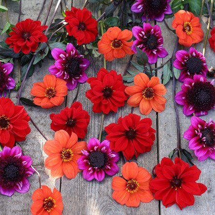 John's pollinator dahlia collection