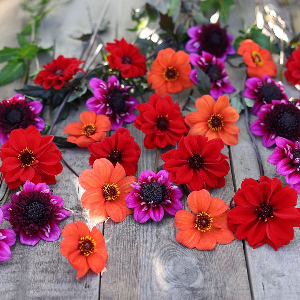 John's pollinator dahlia collection