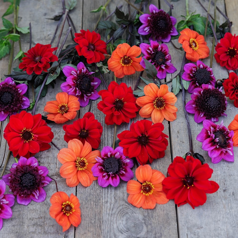 John's pollinator dahlia collection