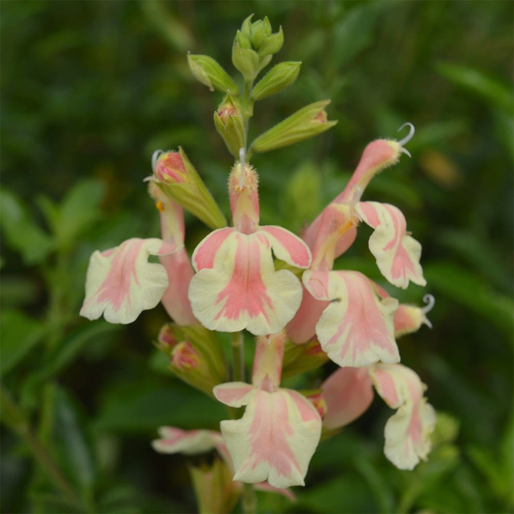 <i>Salvia</i> 'Belle de Loire'