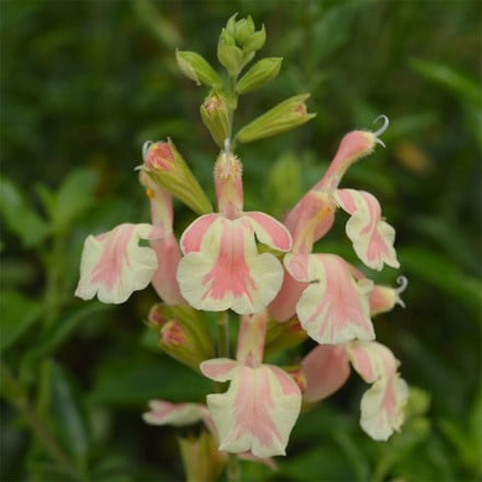 Salvia Belle de Loire