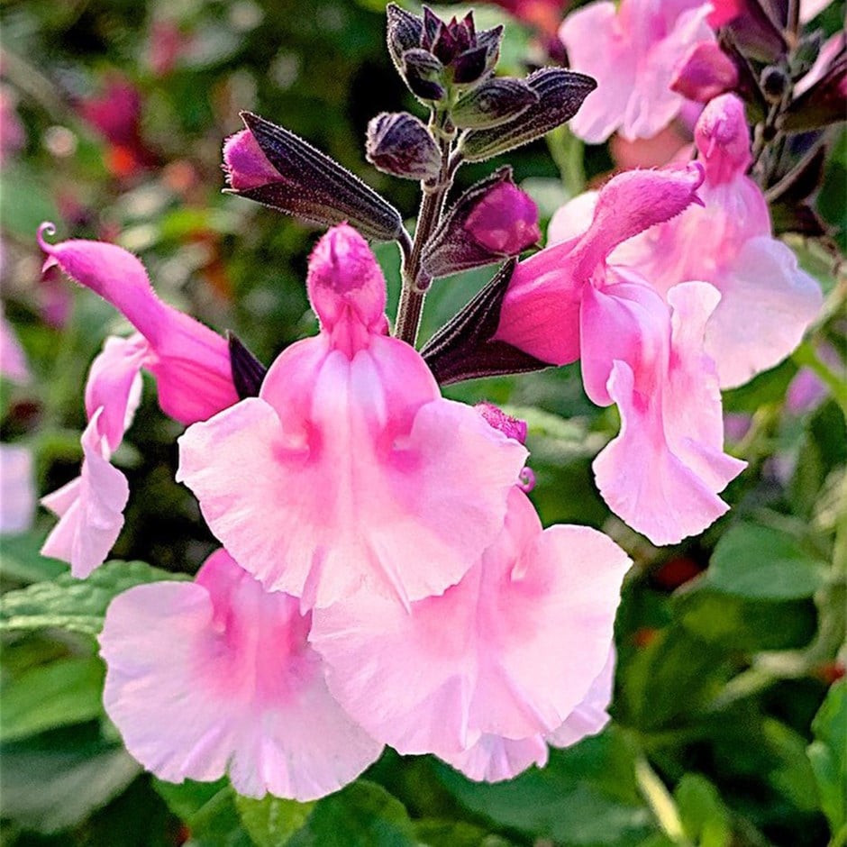 sage