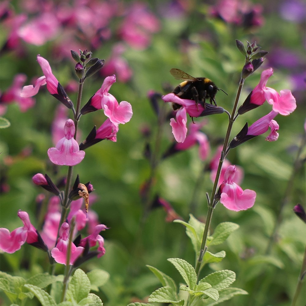 <i>Salvia</i> 'Angel Wings'