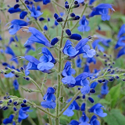 Salvia Blue Butterflies