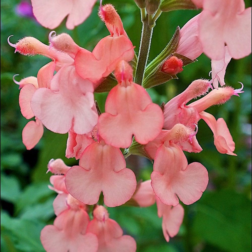 Product options image