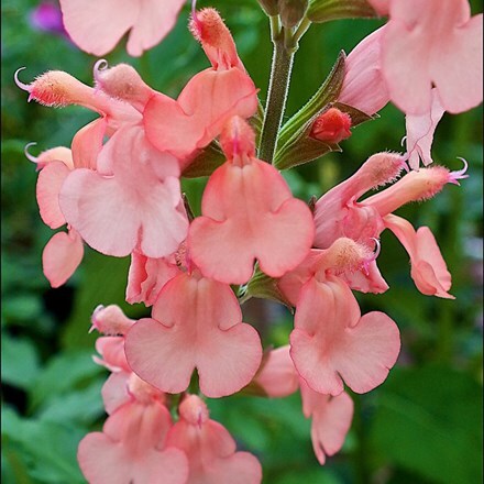 Salvia × jamensis California Sunset