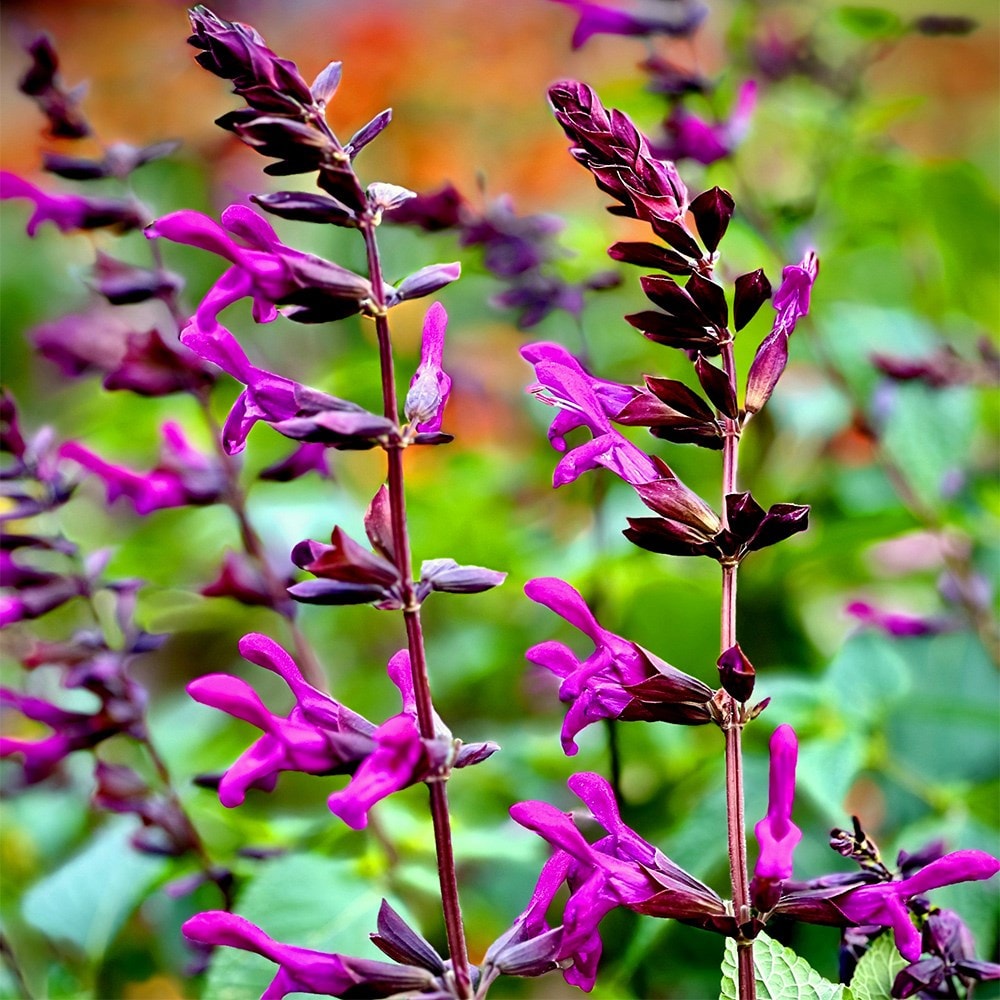 <i>Salvia</i> 'Berry Blast'