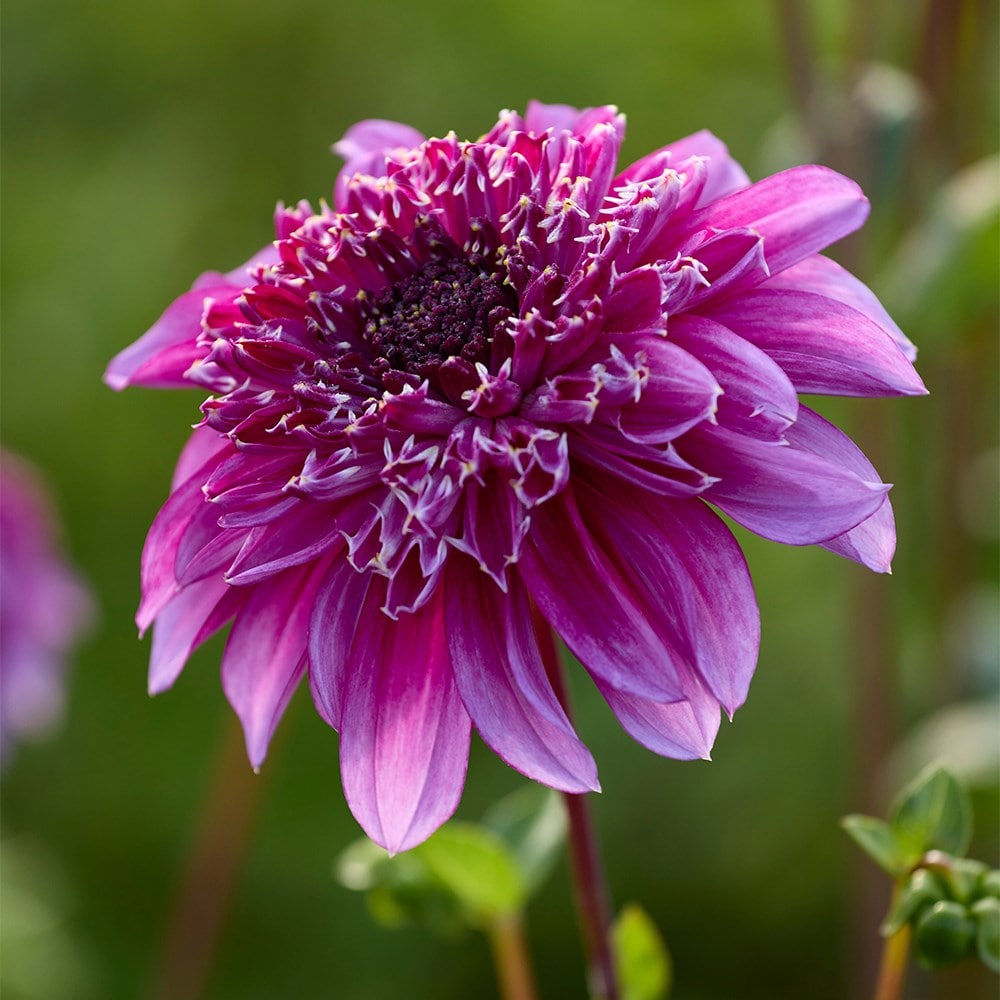 <i>Dahlia</i> 'Richards Fortune'